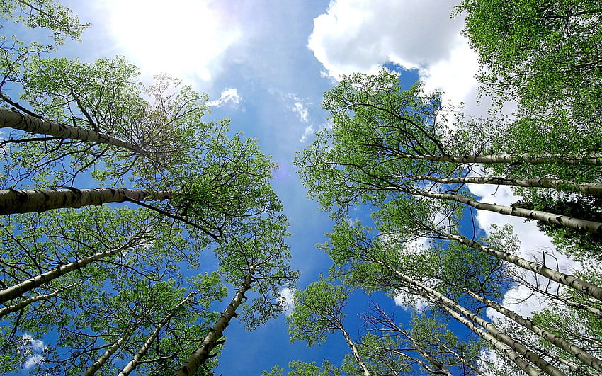 Trees in Telluride, Colorado () HD wallpaper