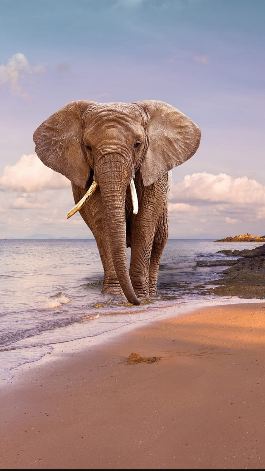 Elefante in spiaggia, nuvola, cielo, sabbia, animale, enorme, mare Sfondo del telefono HD