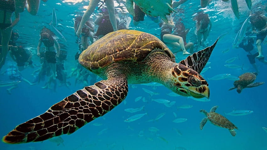 Animali, tartarughe, mondo sottomarino, nuotare, nuotare Sfondo HD