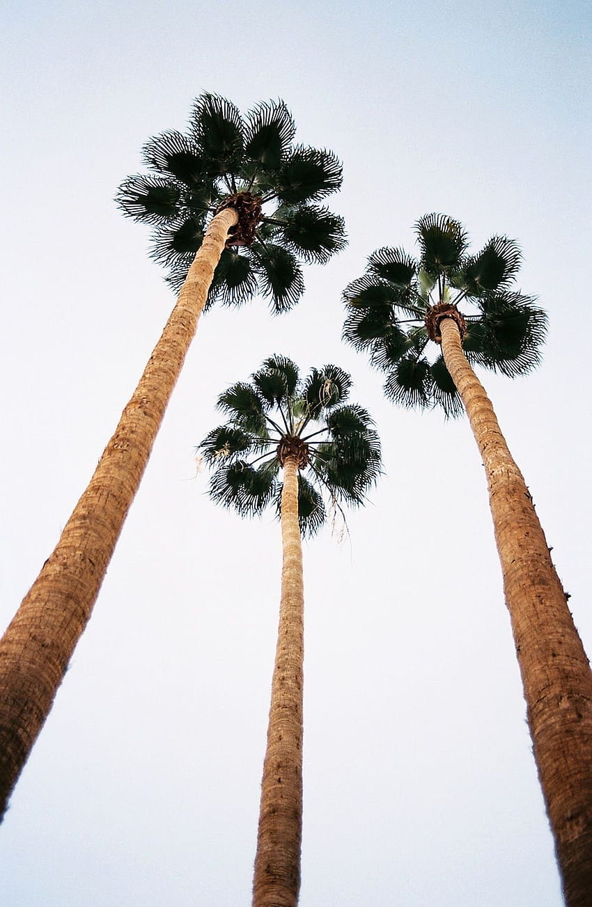 palm tree tumblr