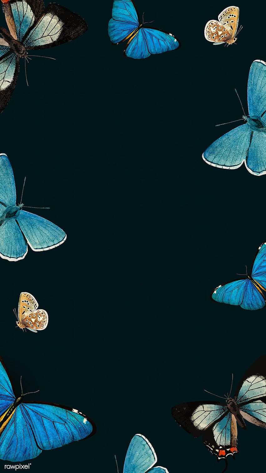 Mariposas azules estampadas en un vector de teléfono móvil negro. prima por. Mariposa azul, iphone de mariposa, teléfono negro, mariposa azul oscuro fondo de pantalla del teléfono