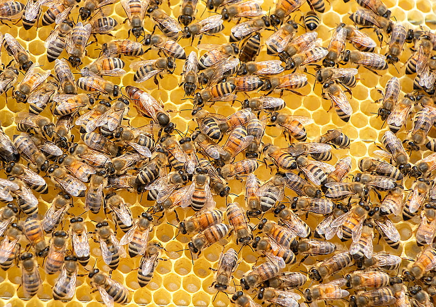 Rój pszczół · , ratuj pszczoły Tapeta HD