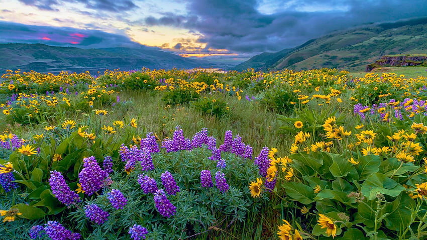 Spring Flowers at the Columbia River, Oregon, sky, meadow, mountains, wildflowers, clouds, usa HD wallpaper