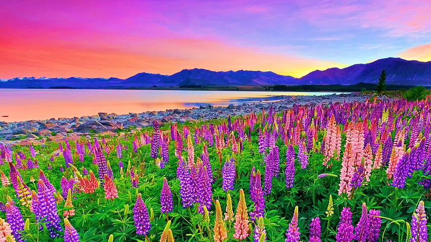 Lake Tekapo, New Zealand, lupines, wildflowers, hills, blossoms, colors, landscape, sky, sunset HD wallpaper