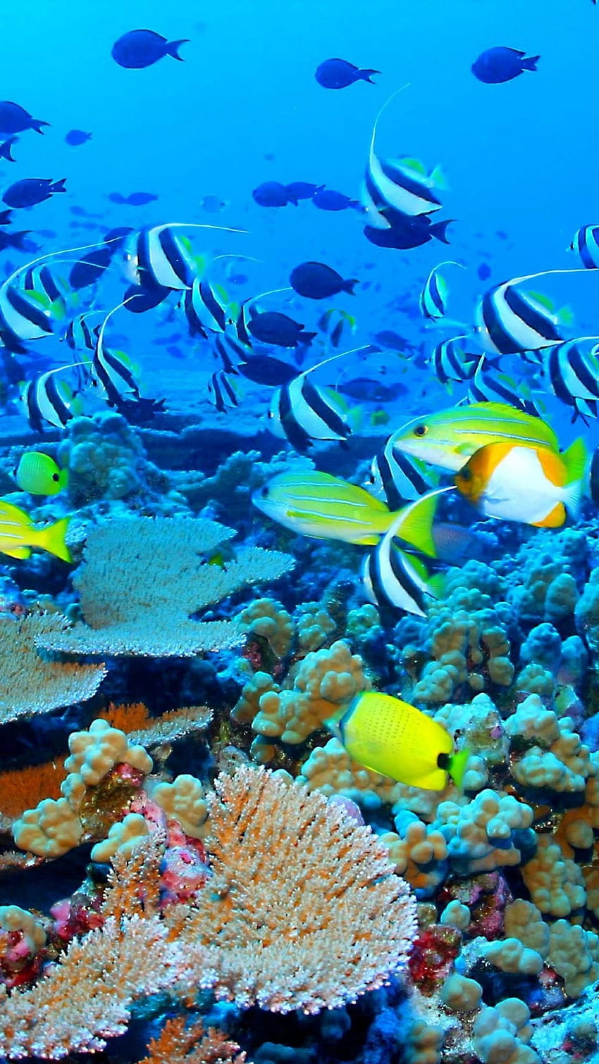 Galería de la Gran Barrera de Coral - Andaman Nicobar fondo de pantalla del teléfono