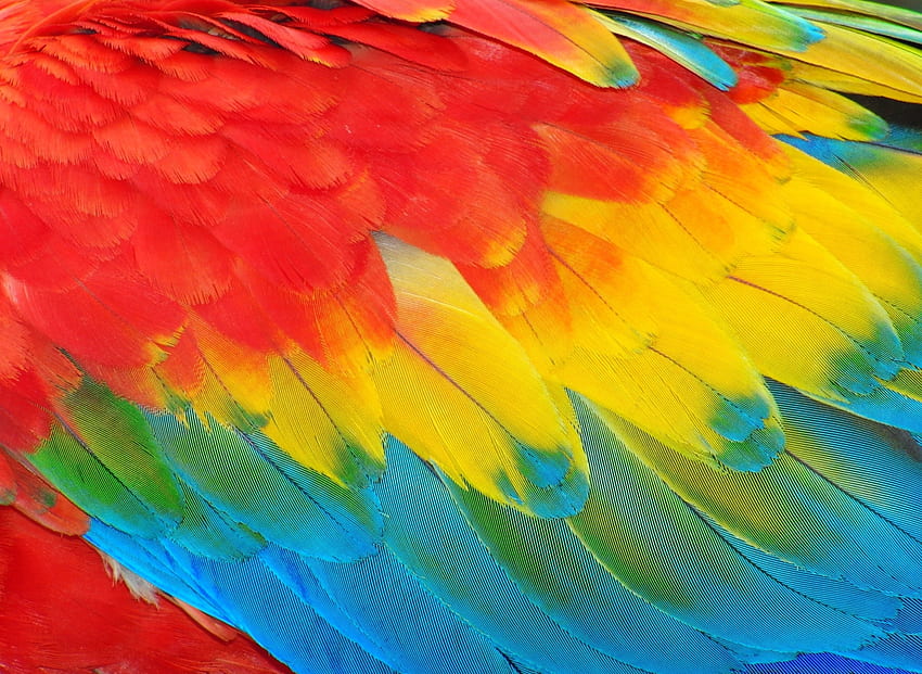 Federn, Feder, rot, gelb, Textur, Ara, Muster, Papagei, bunt, blau, grün HD-Hintergrundbild