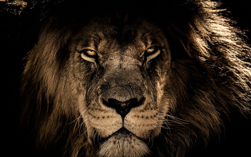 Visage de lion d'Afrique gros plan Macbook Pro Retina Fond d'écran HD
