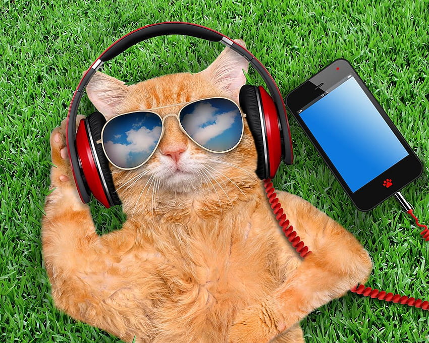 Óculos - Fones de ouvido com gato laranja - e plano de fundo papel de parede HD