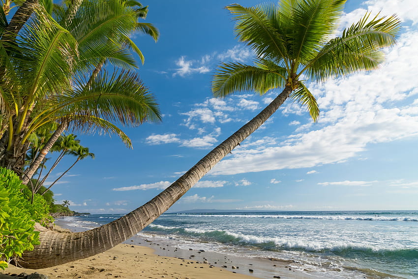 Coast, Sky, Trees, Nature, Ocean, Hawaii, Scenery, High, High Resolution Scenic HD wallpaper