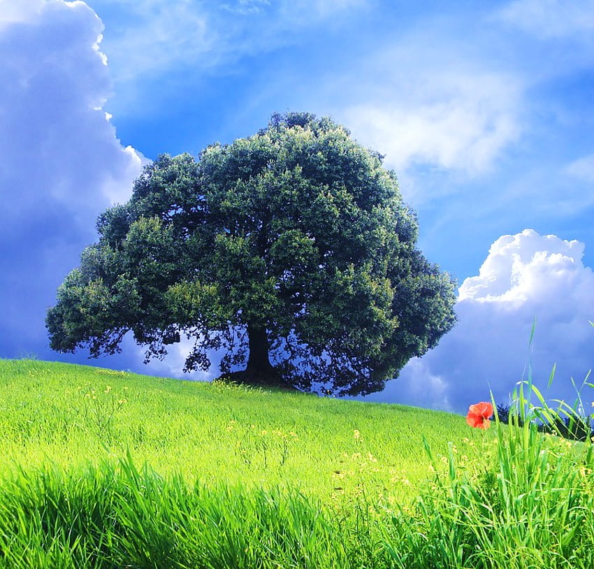 The mighty and a poppy, poppy, one red, field, grass, giant, tree HD wallpaper