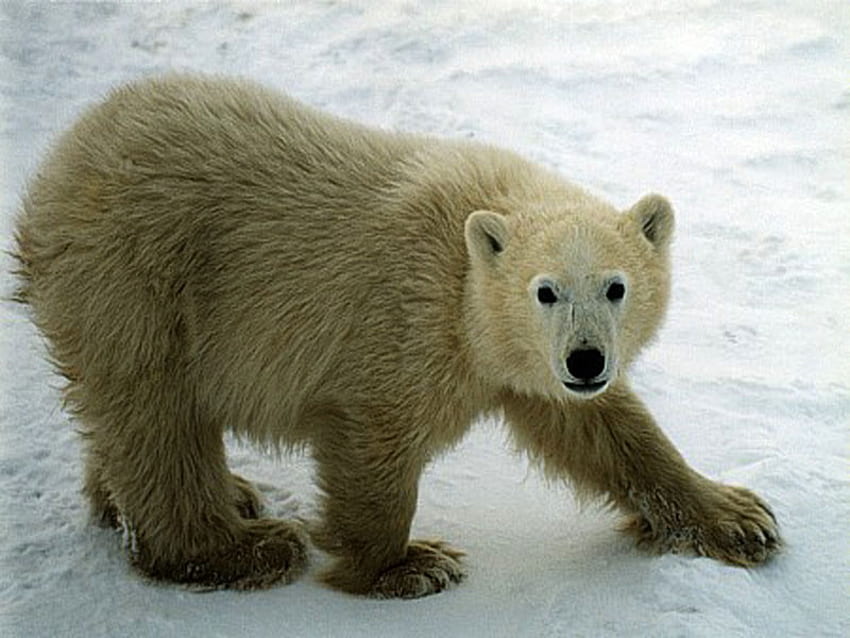 Polar bear, animal, artic, wildlife, bear, tundra, polar HD wallpaper