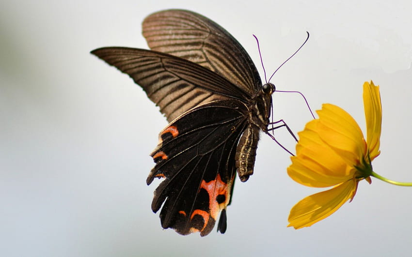 Beauty, wings, black, orange, butterfly, petals, flower, yellow, red, insect HD wallpaper