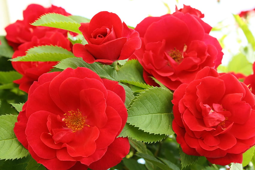 Beautiful Red Flowers, Flowers, Nature, Leaves, Red HD wallpaper