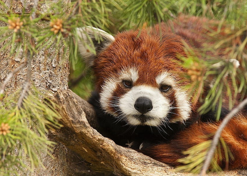 Animals, Muzzle, Red Panda, Little Panda, Small Panda HD wallpaper