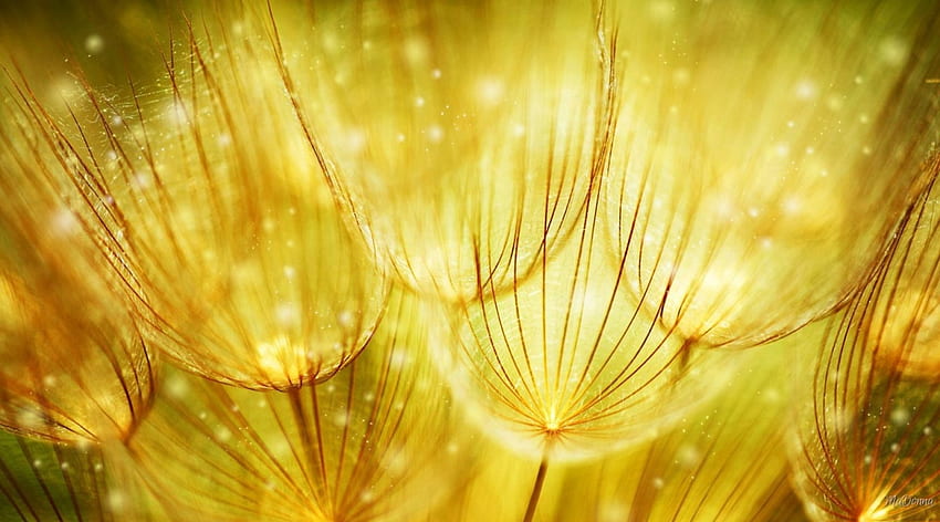 Dandelion Sunshine, sunshine, sunny, glow, gold, dandelions, abstract, sparkle, yellow, shine, weed HD wallpaper