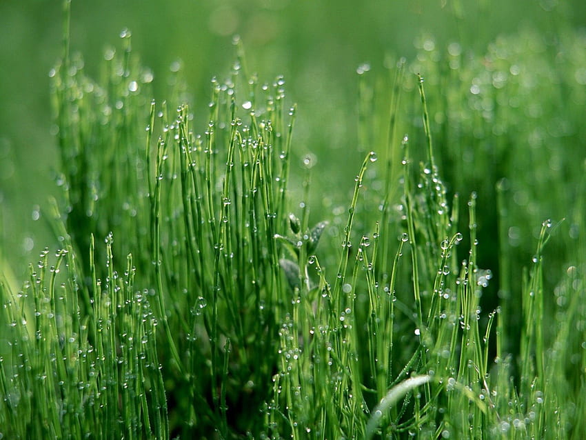 Трева, капки, макро, светло, мокро, светло оцветено, влажно HD тапет