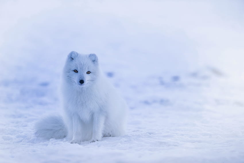 Animals, Arctic Fox, Polar Fox HD wallpaper