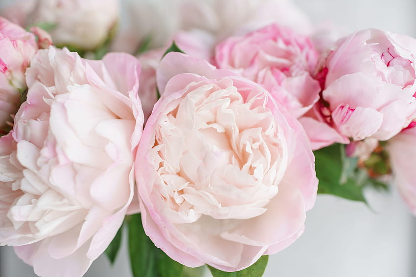 유리 화병에 사랑스러운 꽃. 흰색과 분홍색 모란의 아름다운 꽃다발. 꽃 조성, 일광. 여름 . 파스텔 색상 - The One Bride Guide HD 월페이퍼