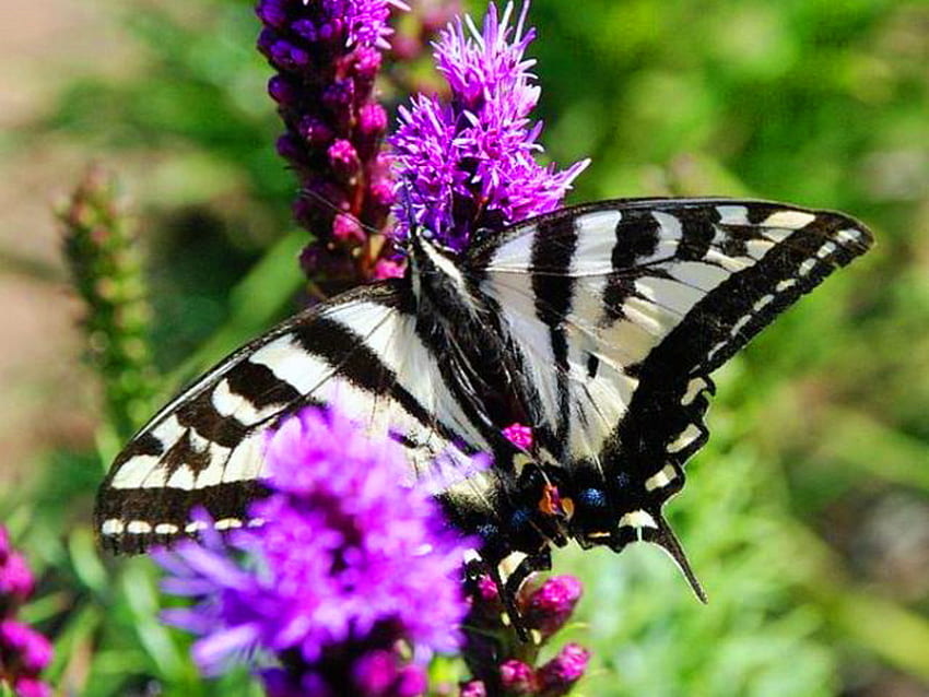In black and white, purple, stripes, butterfly, black and white, green, flowers HD wallpaper