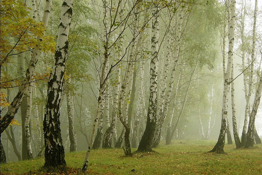 Nature, Bouleaux, Brouillard, Ruelle Fond d'écran HD