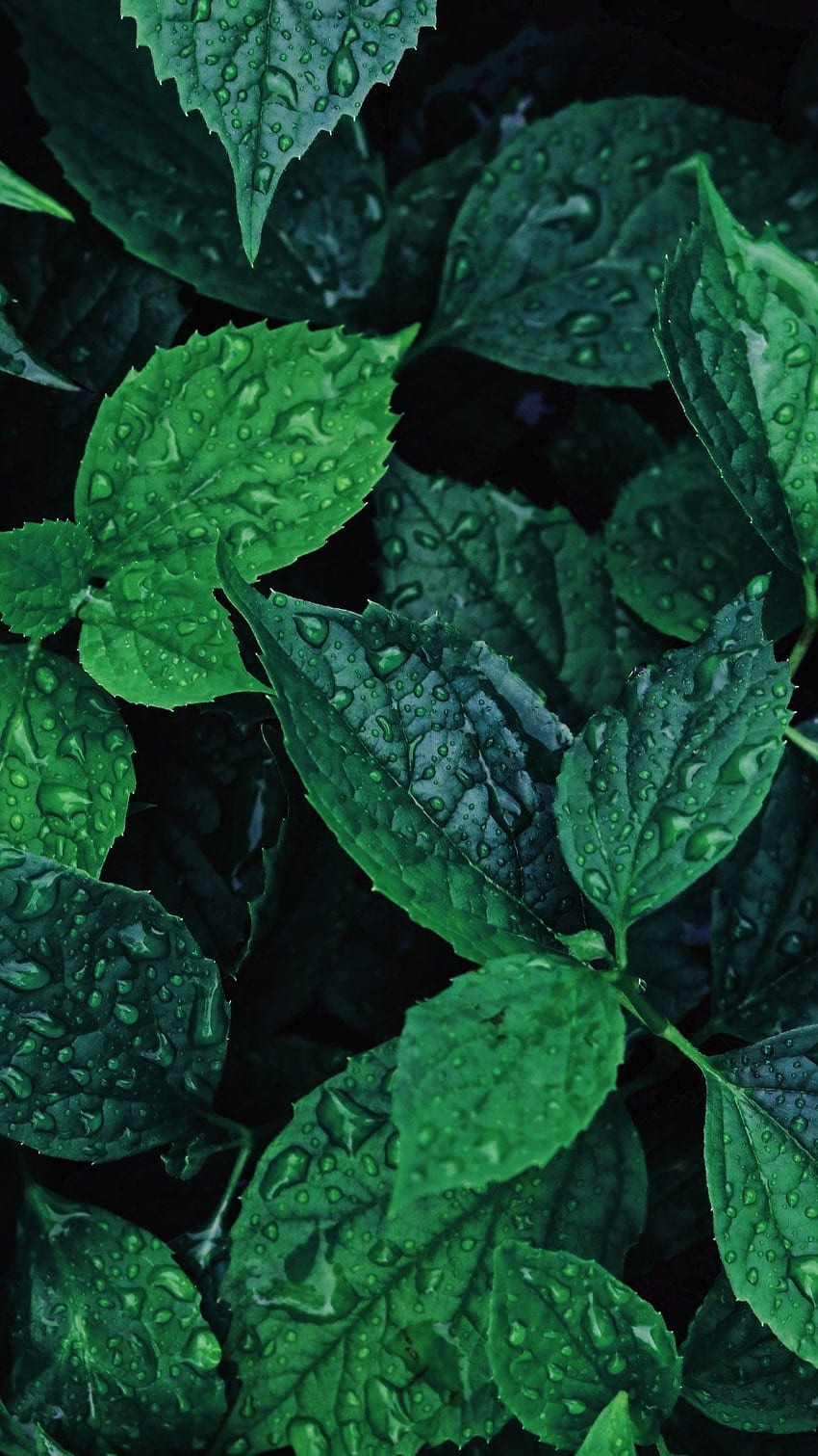 Papel de parede folhas - iphone - verde. Folhas de plantas, parede, Botânica, Folha Papel de parede de celular HD
