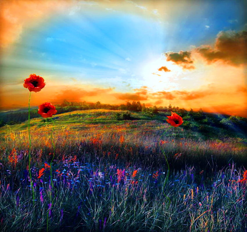 Campo di bellezza, raggi, cielo al tramonto, luce del sole, nuvole d'oro, colori, erba, fiori di campo, papaveri, campi Sfondo HD
