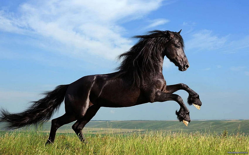 ม้าที่สวยที่สุดและม้าที่สวยงามกำลังวิ่งอยู่ในป่า วอลล์เปเปอร์ HD