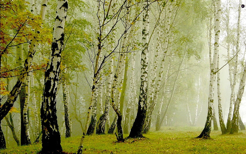 Birch forest, birch, natural, graphy, trees, nature, forests, beauty HD