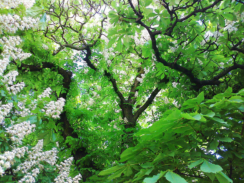 nature, fleurs, feuilles, bois, arbre, châtaignier Fond d'écran HD