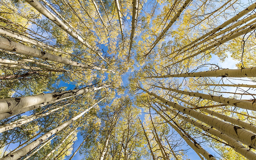 Birch Trees, trees, sky, up, birch HD wallpaper