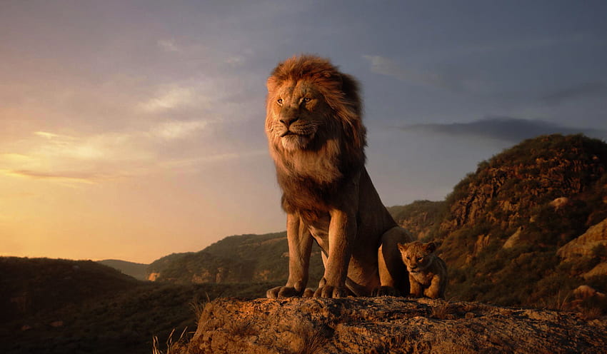 Il Re Leone , Film ,, Lion Ultra Sfondo HD