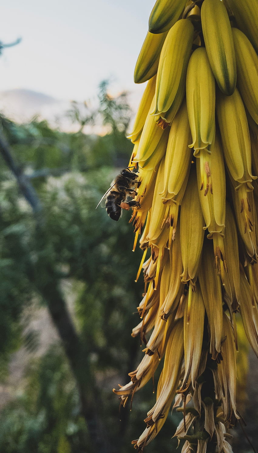 Blumen, Makro, Insekt, Biene, Blütenstand HD-Handy-Hintergrundbild