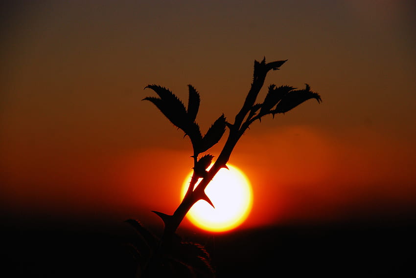 Nature, Sunset, Ciel, Plantes, Sombre Fond d'écran HD