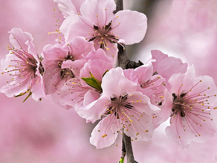 Bunga: Bunga Sakura Merah Muda Bunga Mekar Kecantikan, Cherry Blossom Vintage Wallpaper HD