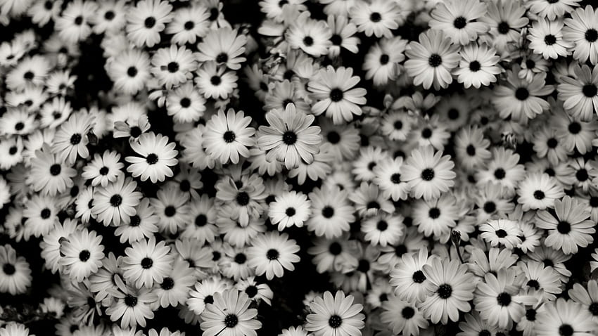 Black White Flowers Grey Daisies Mix [] para seu celular e tablet. Explore Floral Cinza Escuro. Padrões de banheiro, azul e cinza papel de parede HD