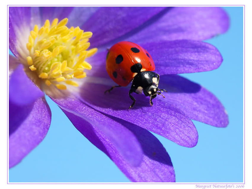 Lady Bug, lila, Dame, Käfer, Blume, rot HD-Hintergrundbild