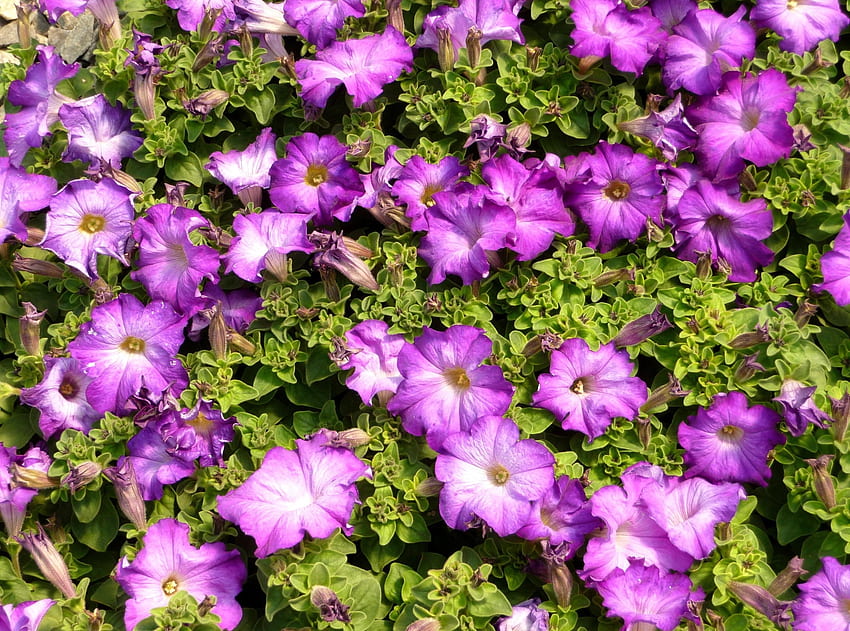Kwiaty, Zieloni, Słoneczny, Petunie Tapeta HD
