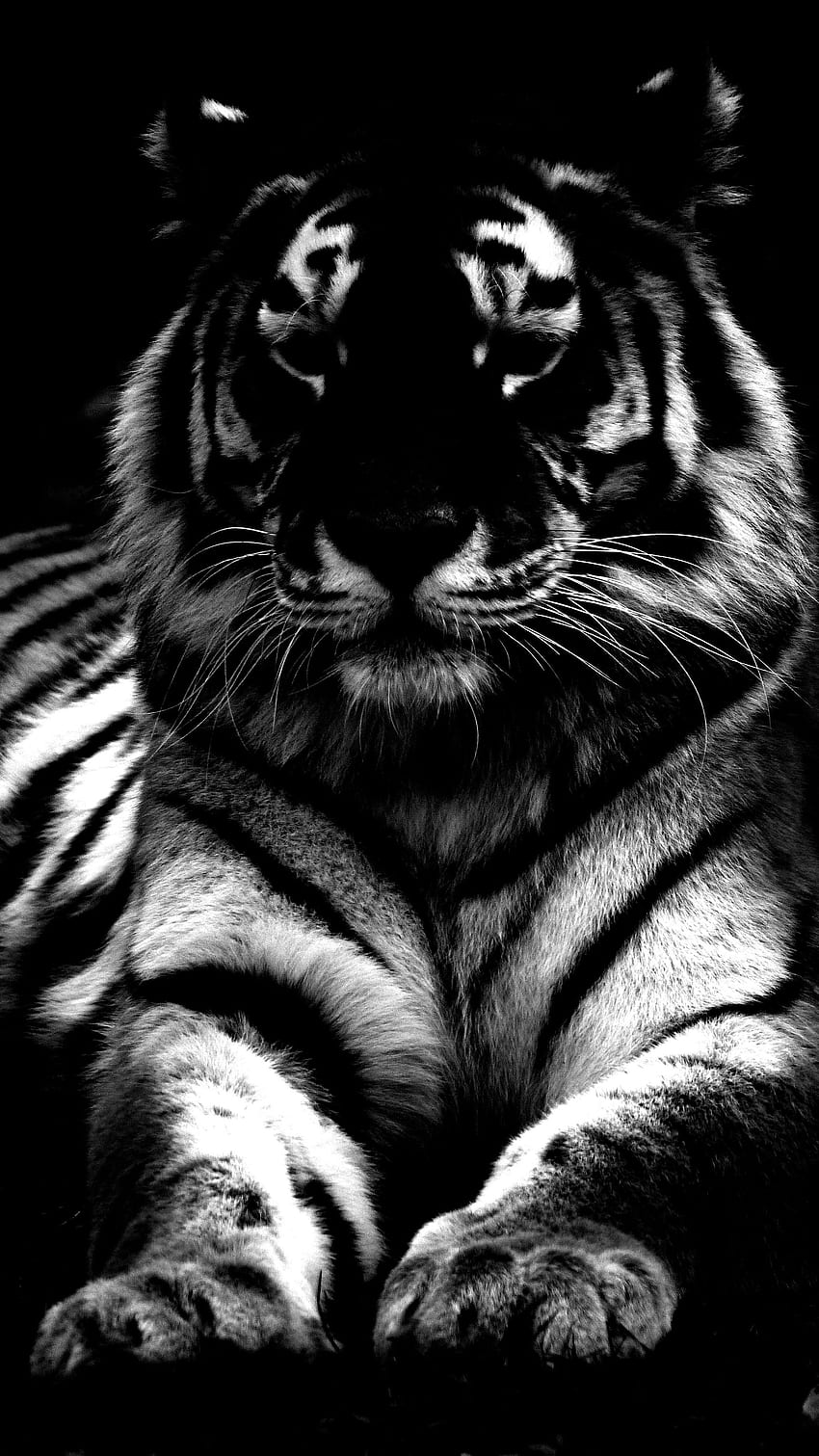 Черен тигър, кралски тигър, крал тигър HD тапет за телефон