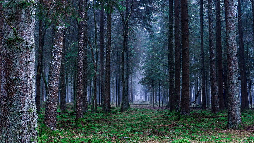 Dark Enchanted Forest Scenery- F HD wallpaper