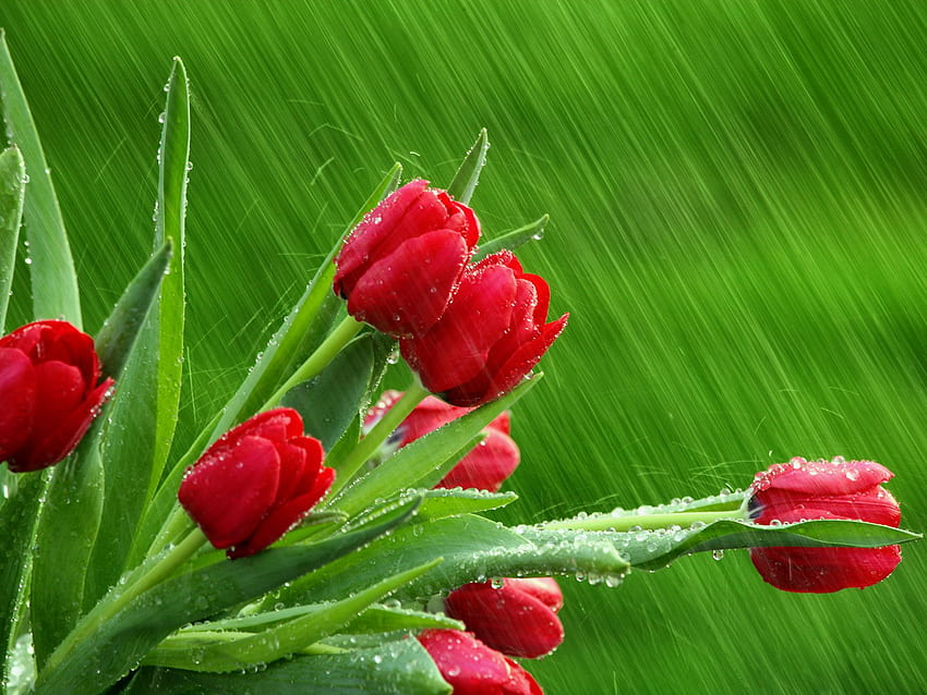 April (and May) Showers Really Do Bring You Flowers. Main Street Mowing, LLC HD wallpaper