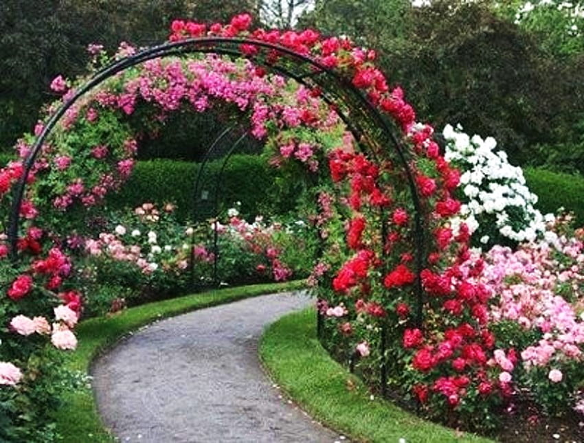 I promised you a rose garden, white, roses, rose arch, grass, walkway, park, pink, red, vines, trees, flowers HD wallpaper