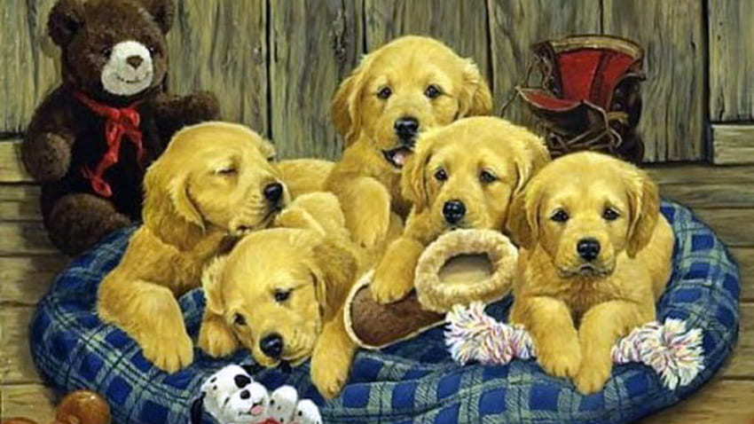anjing lucu, mustar, supir merah, tempat tidur, 5 anjing lucu Wallpaper HD