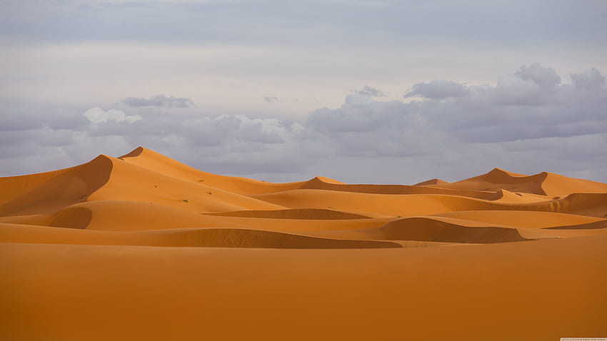 Sahara the Greatest Desert Ultra Background for U TV : & UltraWide & Laptop : Multi Display, Dual & Triple Monitor : Tablet : Smartphone, Sahara HD wallpaper