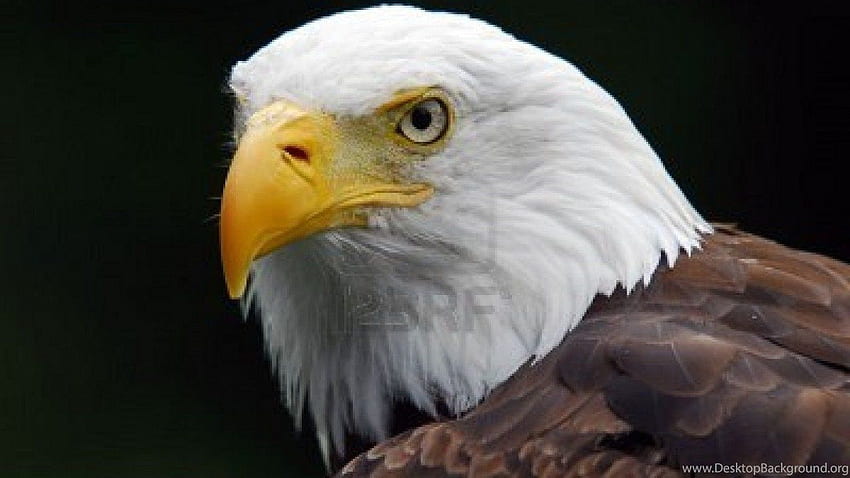 Nuevo móvil de American Eagle, águila nativa fondo de pantalla