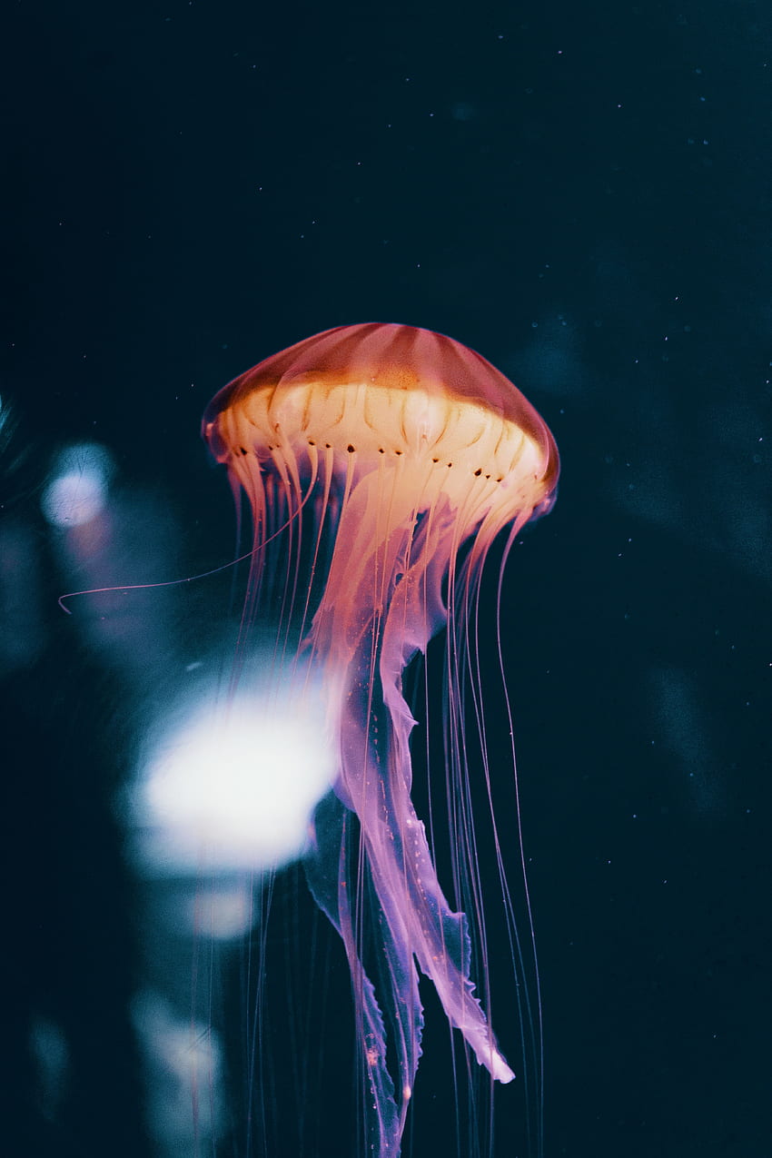 Animals, Jellyfish, Neon, Underwater World, Phosphorus HD phone wallpaper