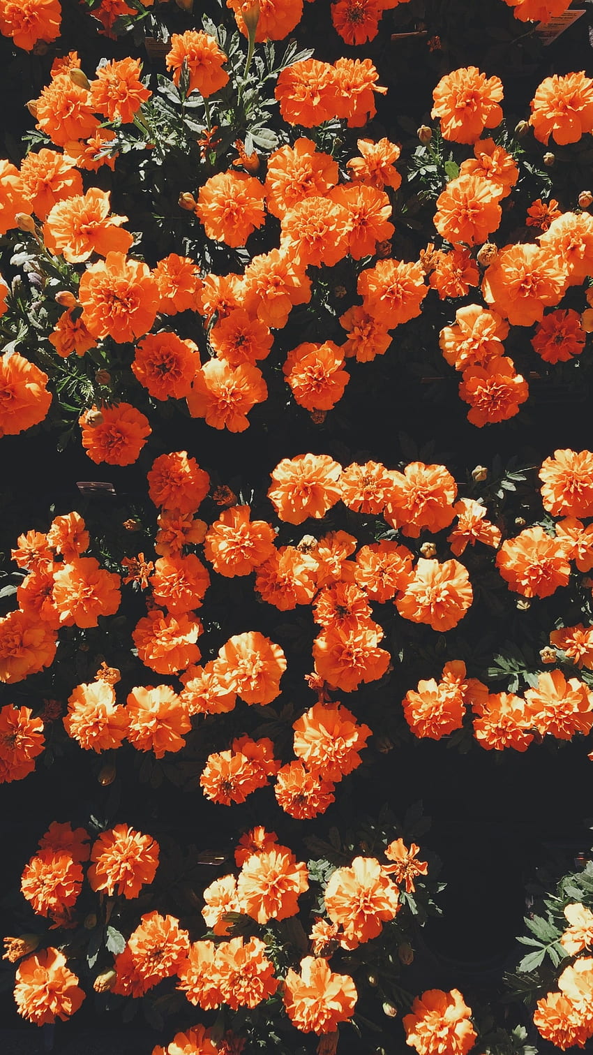 Flowers Aesthetic, Orange, Background HD phone wallpaper