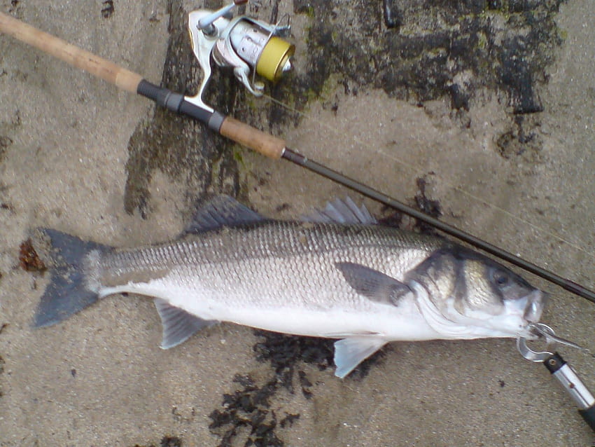 Cast, Hook and Strike. Sea Bass Fishing Blog.: May 2012 HD wallpaper