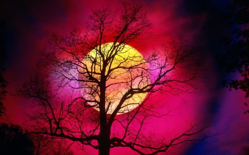 Залези: Луна Изгрев Красиво Цветно Голямо червено Обещаващо дърво Небе, Голяма красива природа HD тапет