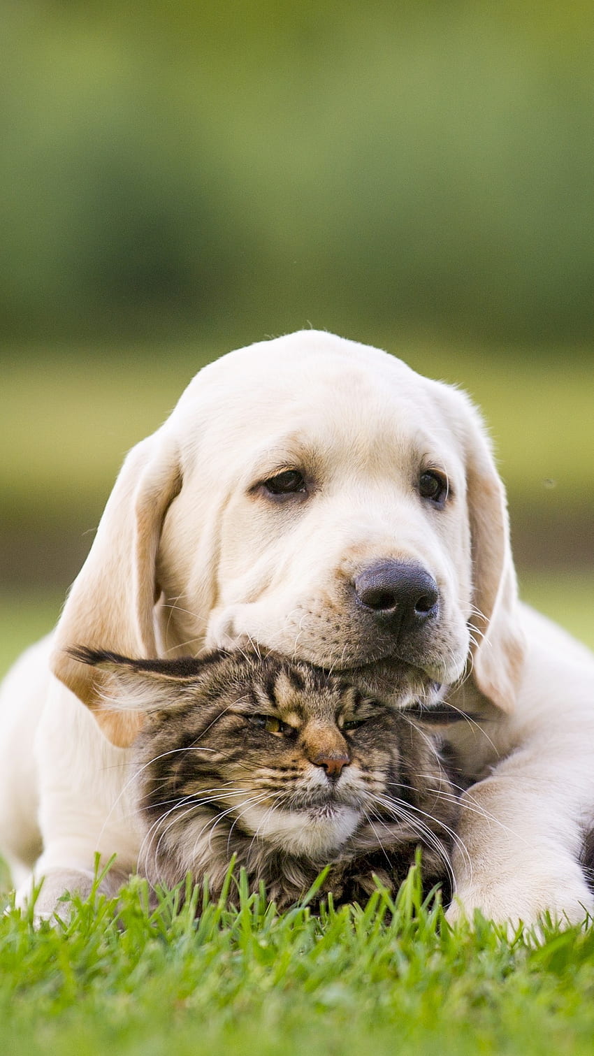 แมวและสุนัข, สุนัขน่ารัก, แมว, สัตว์ วอลล์เปเปอร์โทรศัพท์ HD