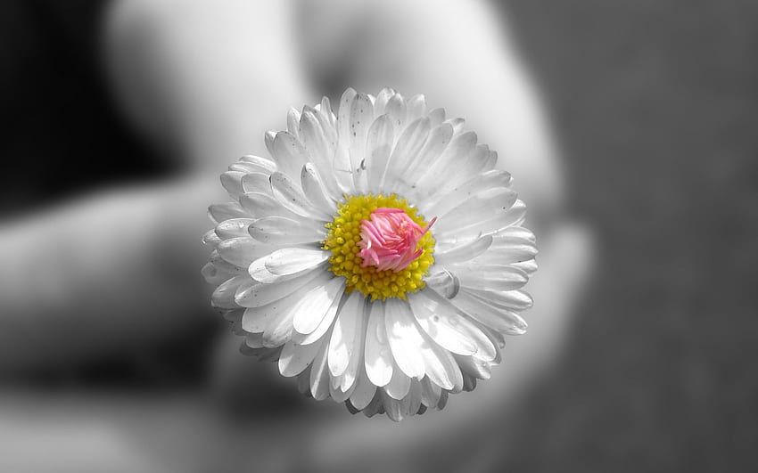 Blume, Makro, Hände, klein HD-Hintergrundbild